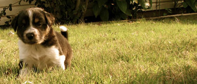 english shepherd puppy